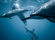 完美对战平台-丢“3比0”，吞0比3：防线集体梦游，尤文经历噩梦一夜